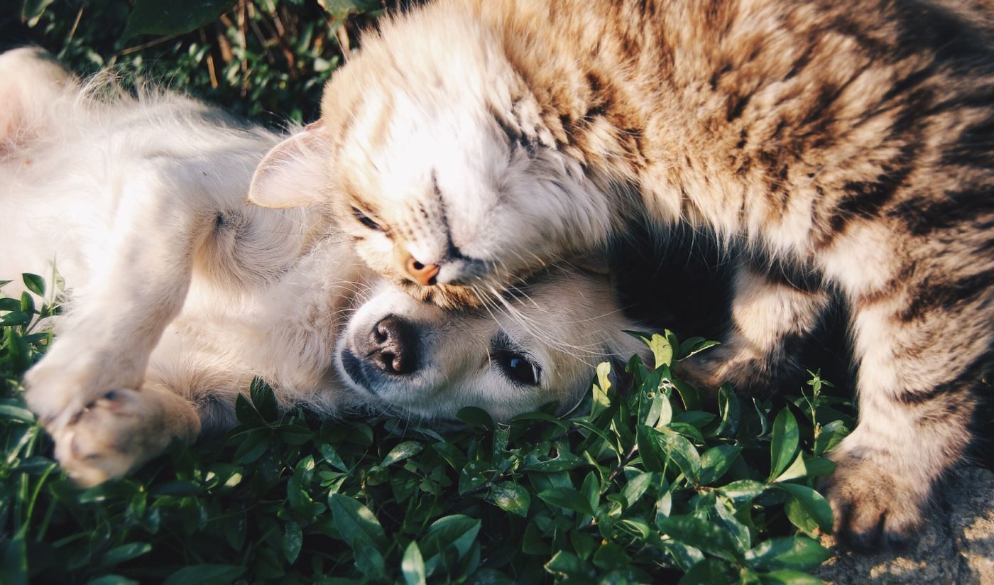 Pet food i weterynaria — kondycja zwierząt