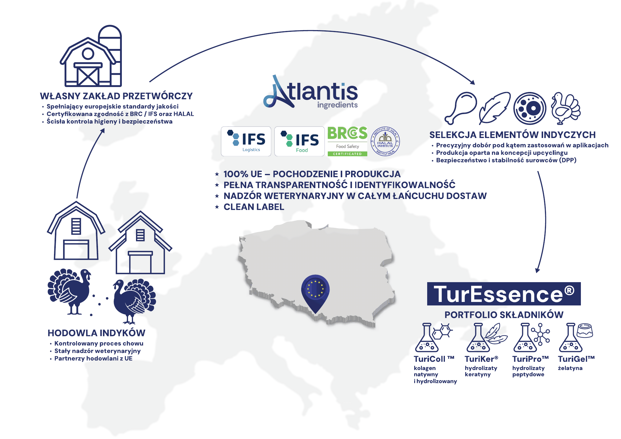 Schemat łańcucha Atlantis Ingredients — od hodowli i przetwórstwa po portfolio TurEssence®.